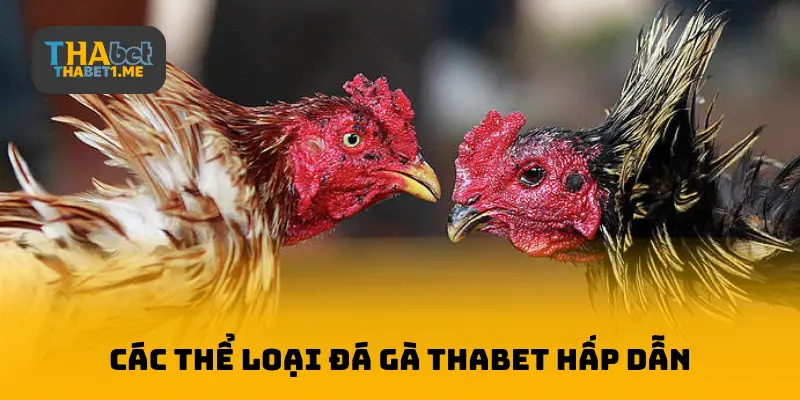 Các loại đá gà THABET hấp dẫn