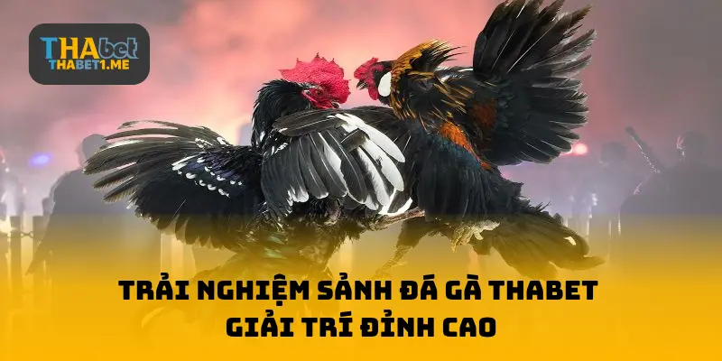Trải nghiệm lát đá gà THABET giải trí đỉnh cao